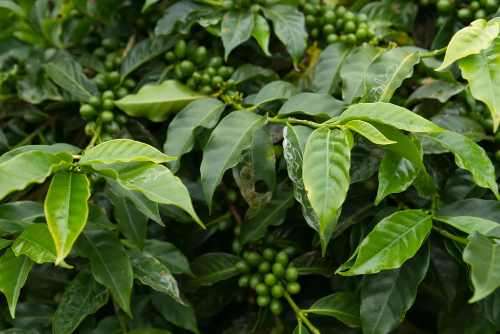 Plan de café Bourbon Pointu